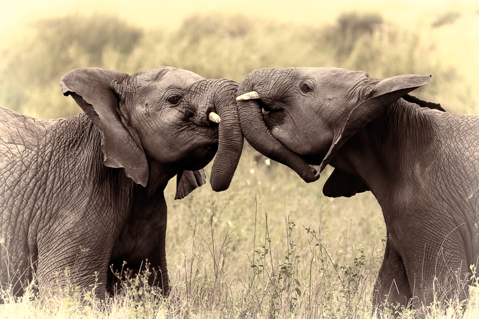 Two Baby Elephants Playing