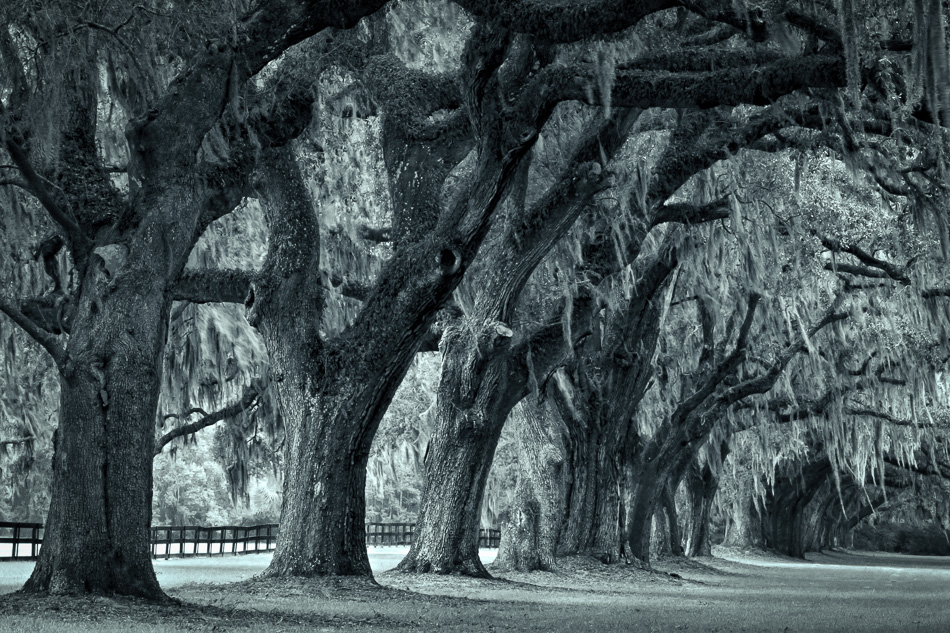 Live Oaks