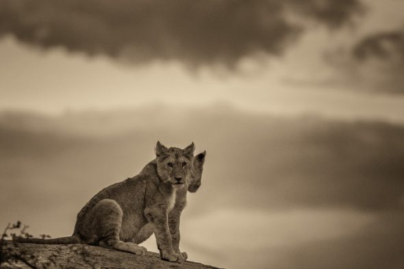Lion Cubs on the Kopje by Anne McKinnell