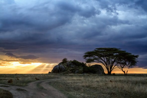 Acacia Tree and Kopje by Anne McKinnell