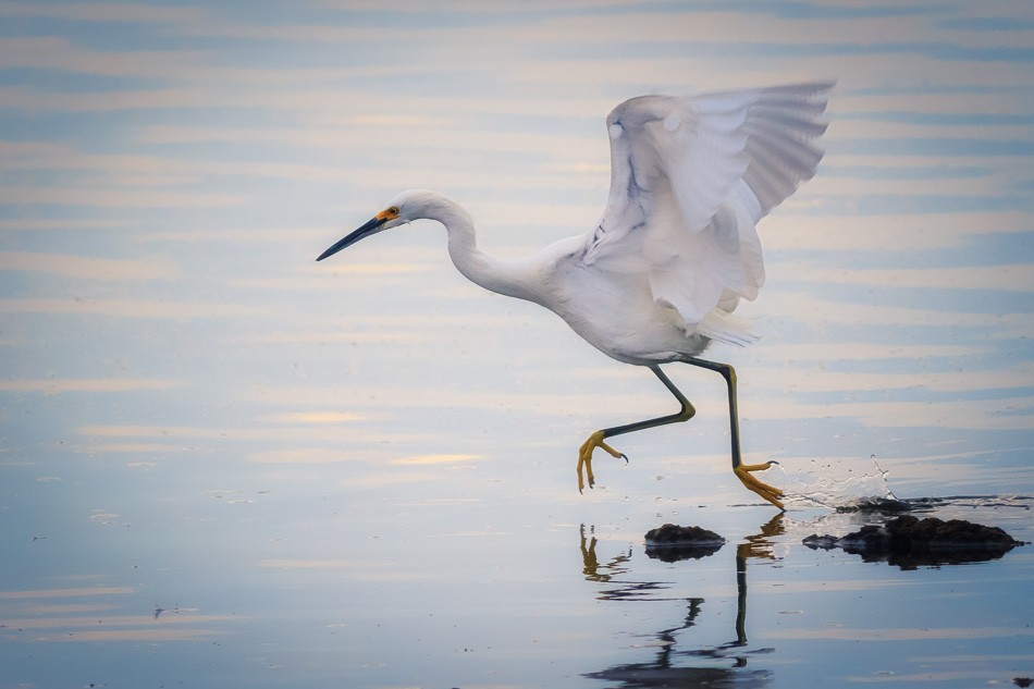 Egret Running by Anne McKinnel