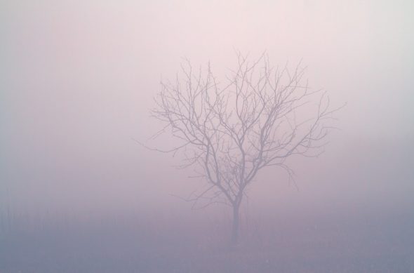 Tree in the Fog by Anne McKinnell