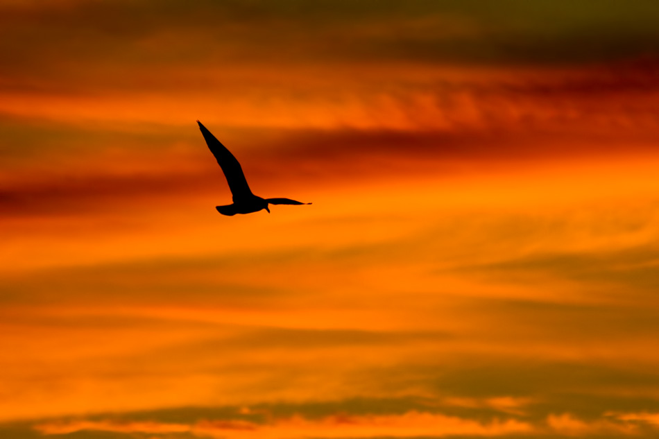 Salton Sea Sunset