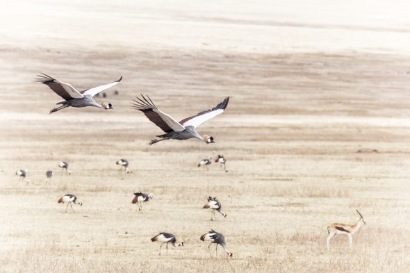Crested Cranes in Flight