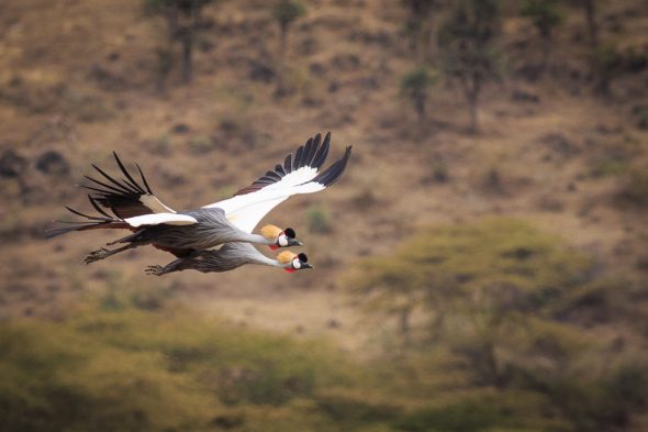Crested Cranes in Flight