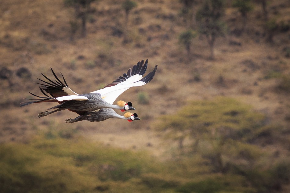 Crested Cranes in Flight