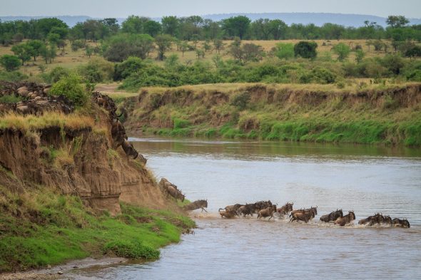 Wildebeest Migration by Anne McKinnell