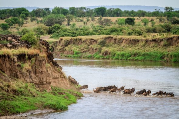 Wildebeest Migration by Anne McKinnell