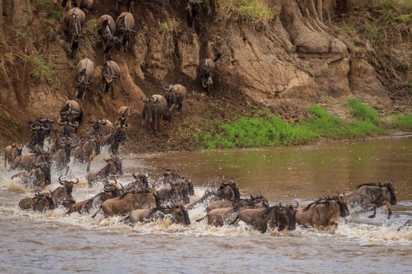 Wildebeest Migration by Anne McKinnell