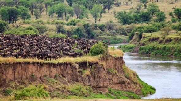 Wildebeest Migration by Anne McKinnell