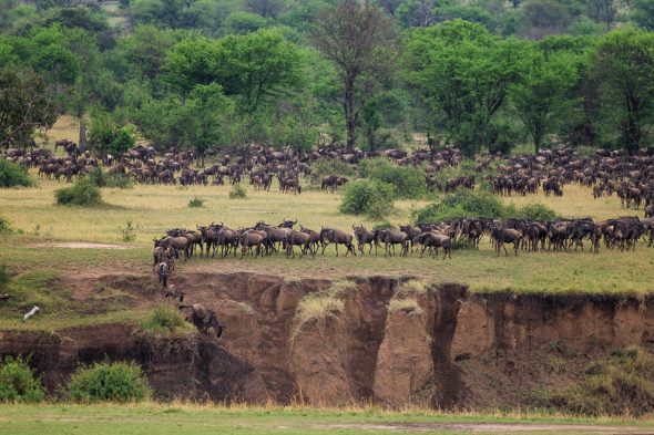 Wildebeest Migration by Anne McKinnell
