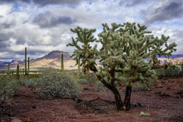 Chain fruit cholla at Organ Pipe National Monument, Arizona