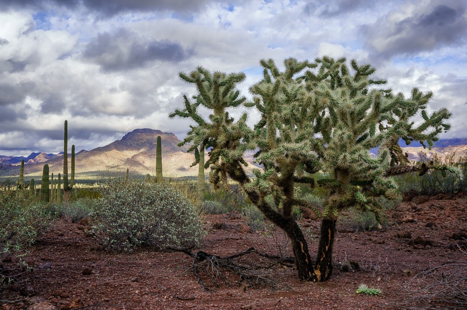 Chain fruit cholla at Organ Pipe National Monument, Arizona