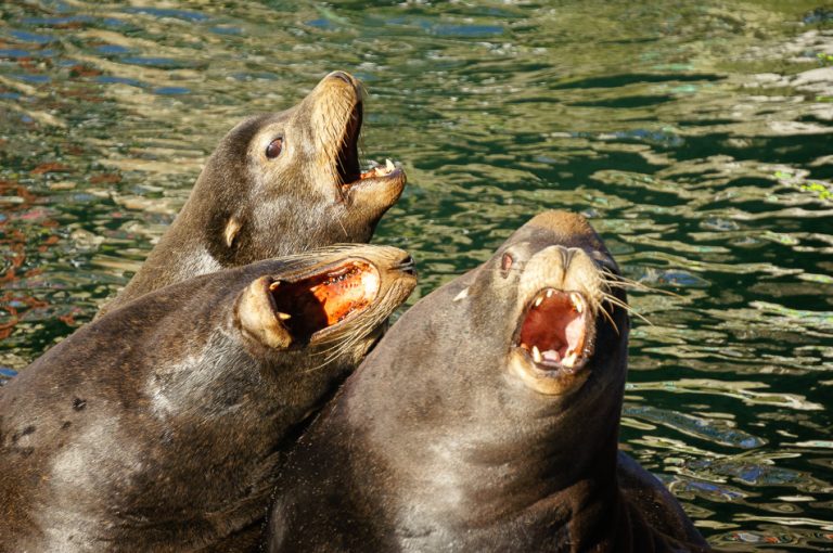 Three Sea Lions by Anne McKinnell