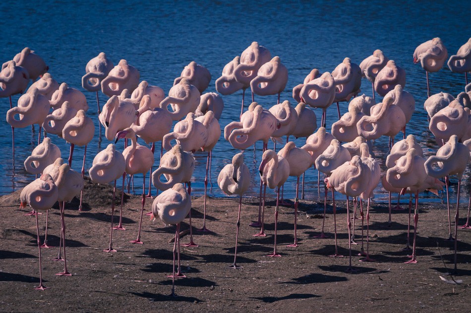 Flamingos by Anne McKinnell