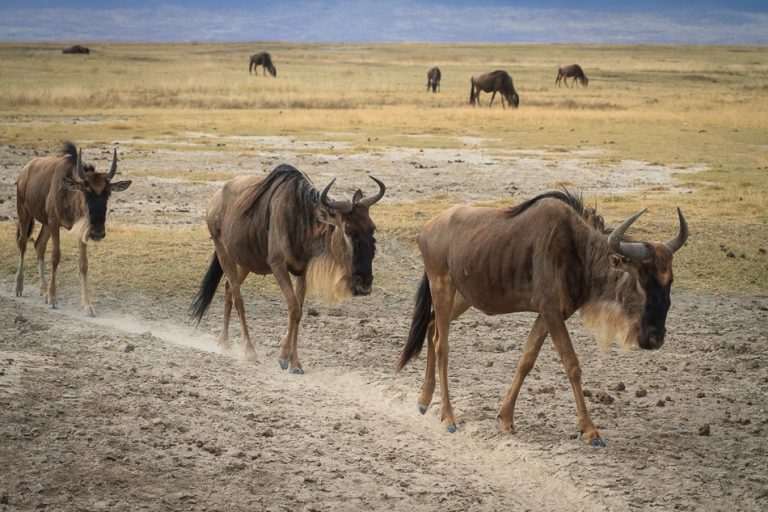 Wildebeest Trail by Anne McKinnell
