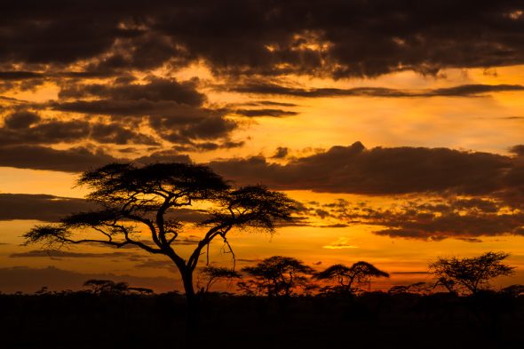 Acacia Tree by Anne McKinnell