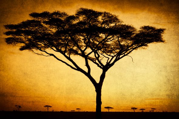 Acacia Tree by Anne McKinnell