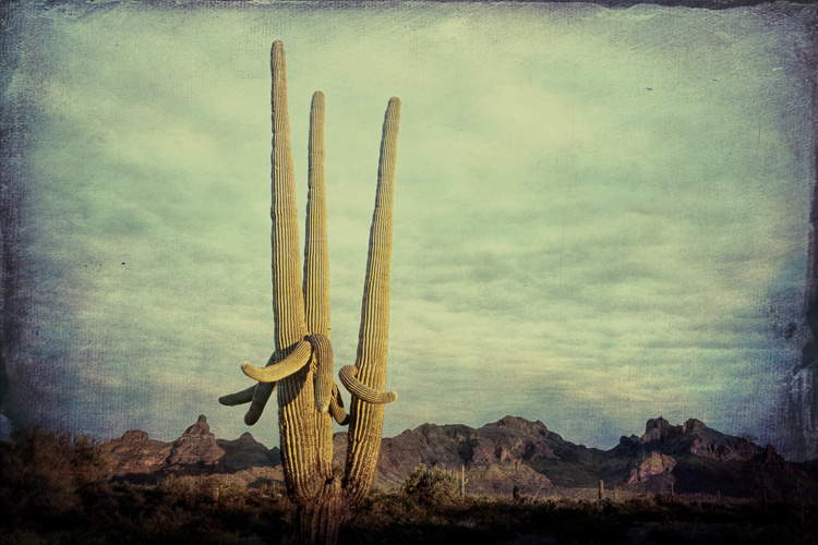 Organ Pipe National Monument, Arizona.