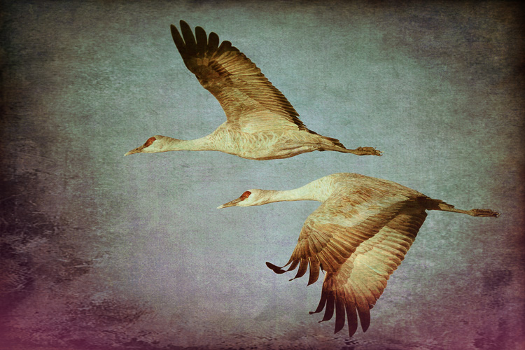 Sandhill Cranes at Whitewater Draw Wildlife Area, Arizona