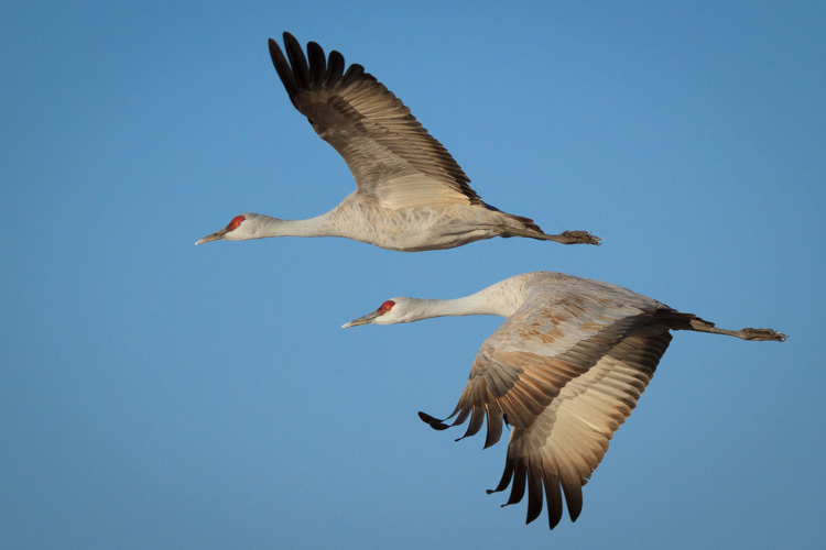 Sandhill Cranes at Whitewater Draw Wildlife Area, Arizona