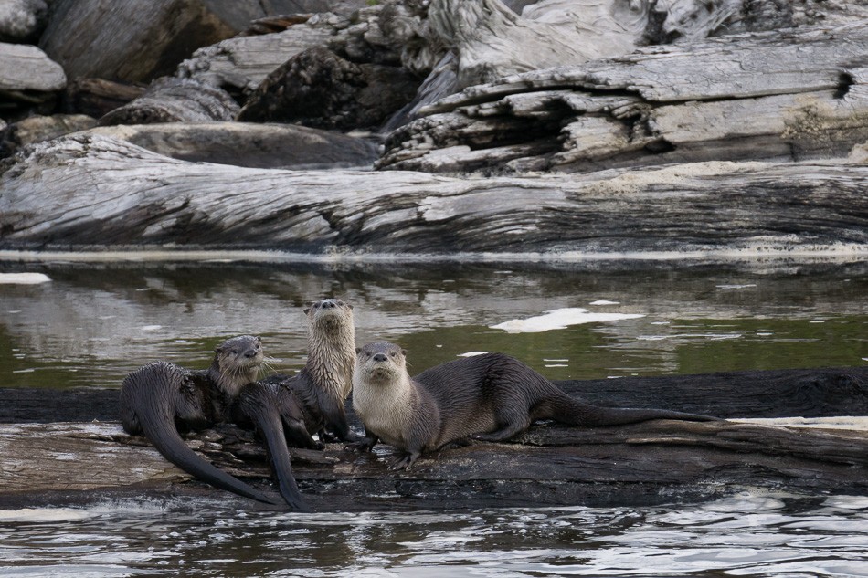 Three River Otters by Anne McKinnell