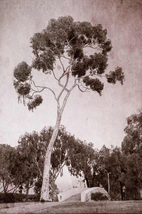 Eucalyptus Tree and Bridge in Balboa Park, San Diego, California. Read the story and see 12 more images from this location today on the blog: http://annemckinnell.com/2013/02/27/balboa-park-san-diego/