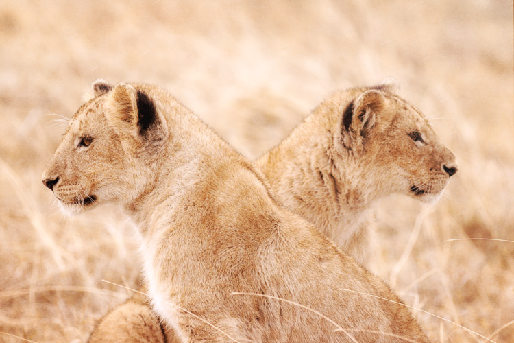 Two lion cubs at Ngorongoro Crater, Tanzania