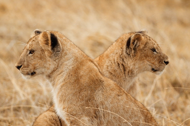 Two lion cubs at Ngorongoro Crater, Tanzania