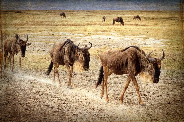 Wildebeest walking along a trail in Ngorongoro National Park, Tanzania