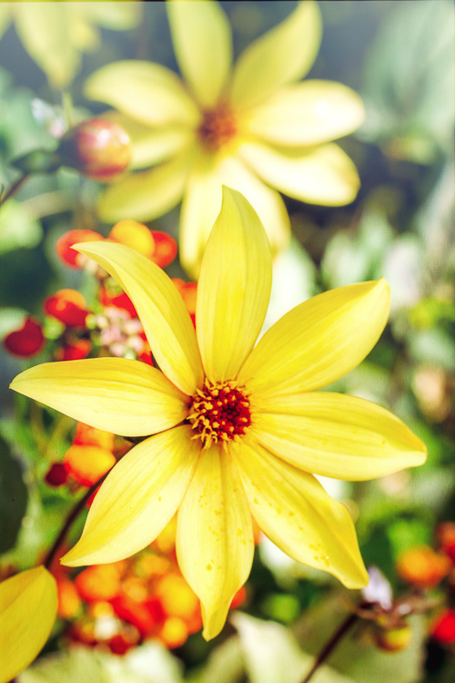 Yellow flowers