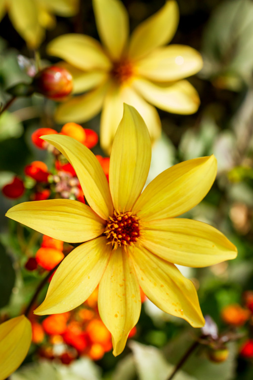 Yellow flowers