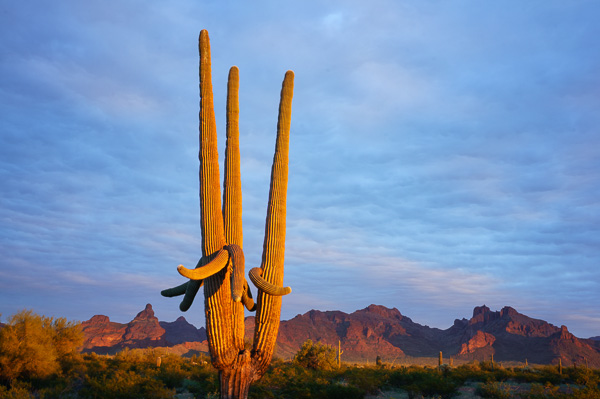 Saguaro Cactus by Anne McKinnell