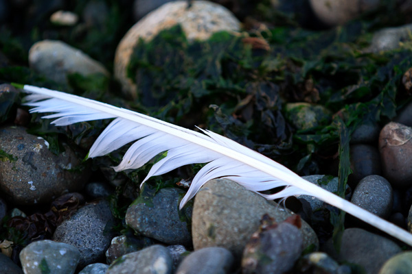 Seagull Feather by Anne McKinnell