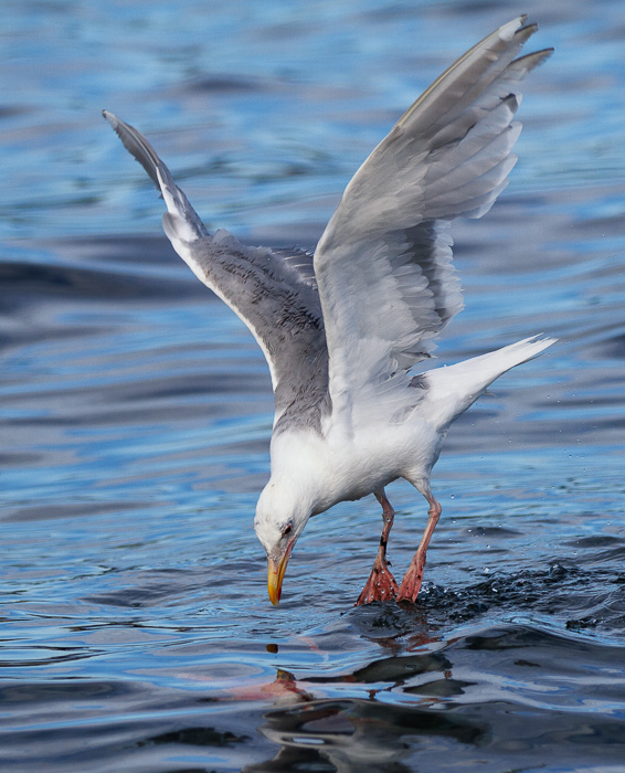 campbellriver_20140825__MG_1629-Edit1