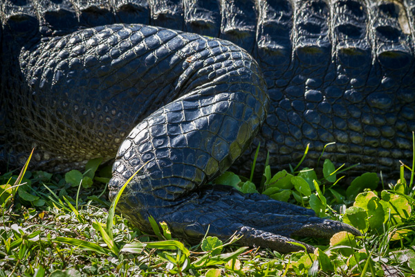 florida_20111228__MG_6598