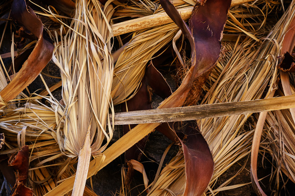 Dried Palm Leaves by Anne McKinnell