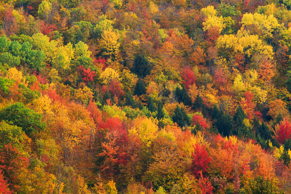 Fall in New Hampshire by Anne McKinnell