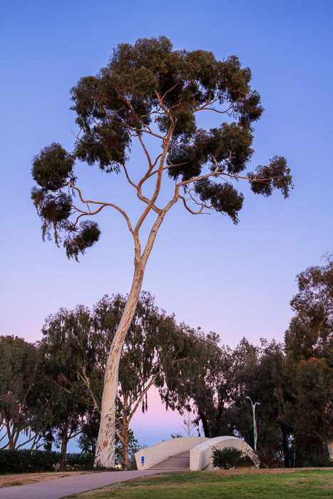 Eucalyptus Tree and Balboa Park Bridge by Anne McKinnell