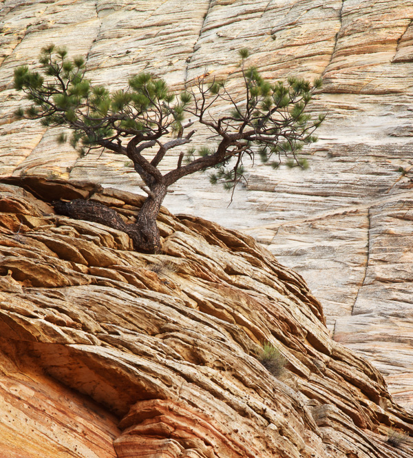 Lone Tree at Zion National Park, Utah, by Anne McKinnell