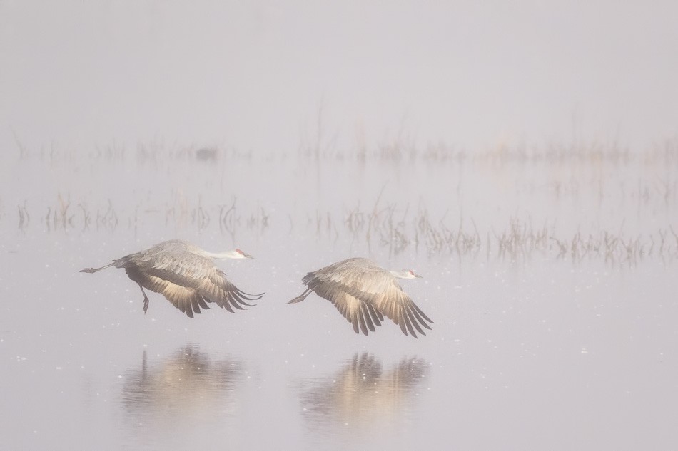 Sandhill cranes by Anne McKinnell