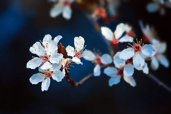 Cherry Blossoms