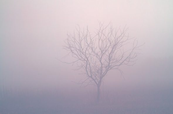 Tree in the Fog, Arizona