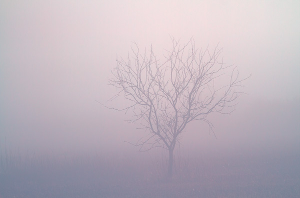 Tree in the Fog, Arizona