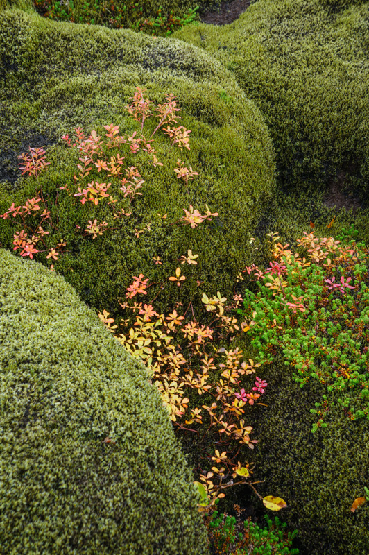 Moss on the lava field in Iceland by Anne McKinnell