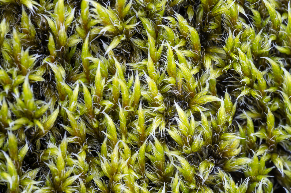 Moss on the lava field in Iceland by Anne McKinnell