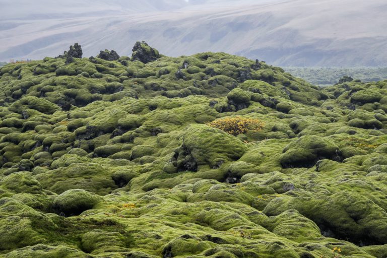 Moss on the lava field in Iceland by Anne McKinnell
