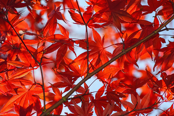 Backlit maple tree in British Columbia by Anne McKinnell