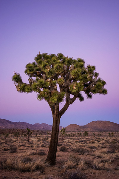 Joshua Tree by Anne McKinnell