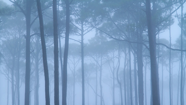 Fog in the trees at Port St. Joe, Florida by Anne McKinnell